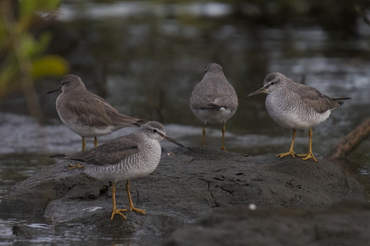 Gray-tailed Tattler - ML22385021