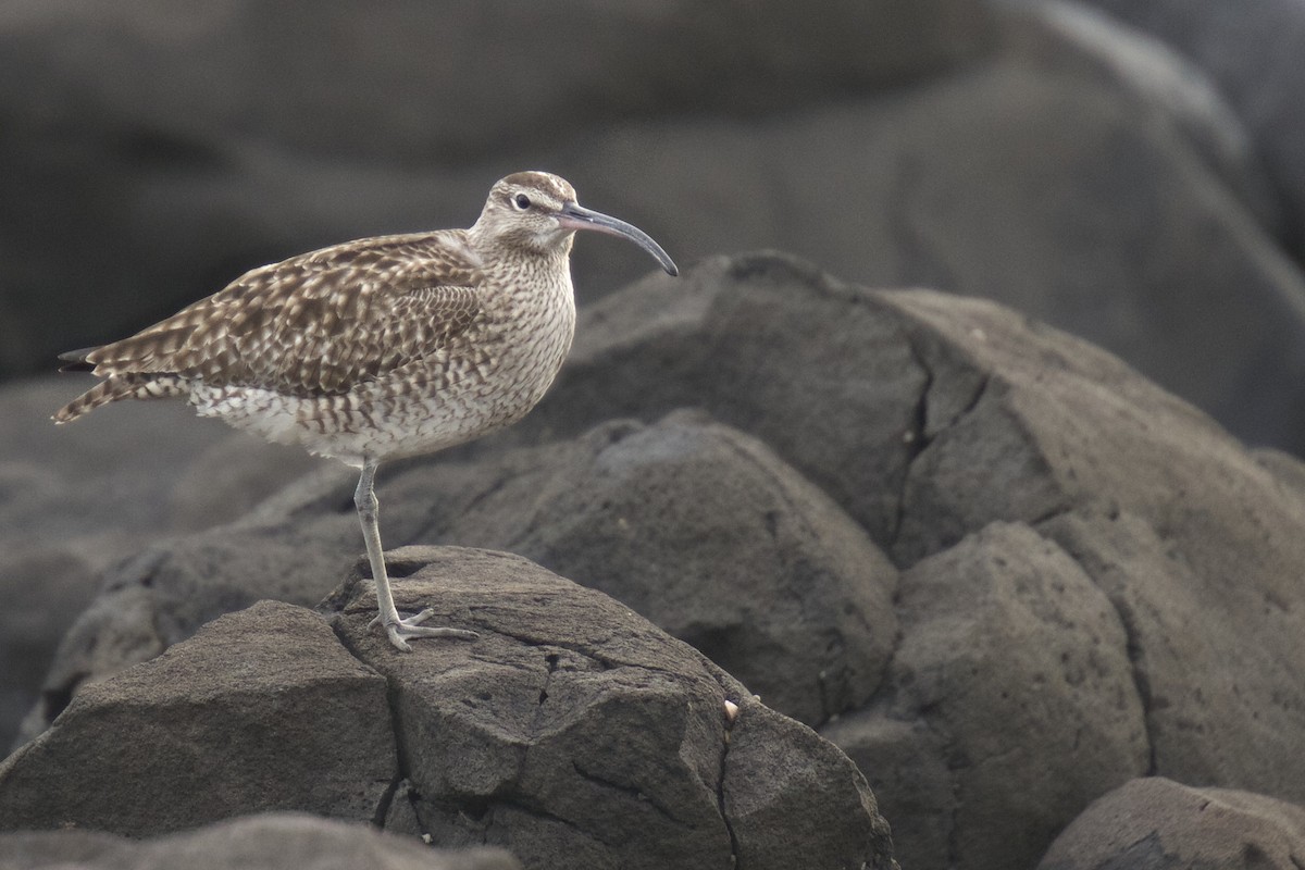 Whimbrel - ML22385051