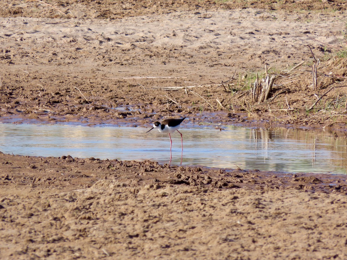 Black-necked Stilt - ML223851241