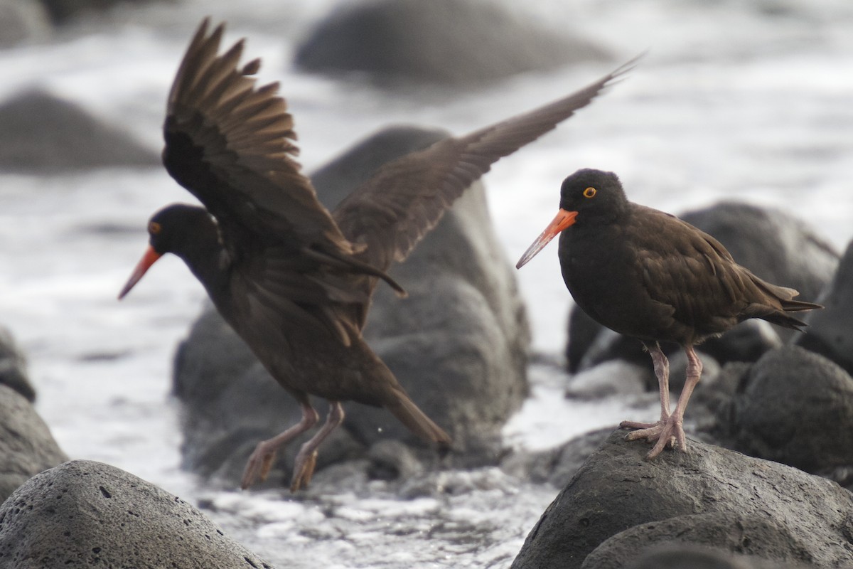 Sooty Oystercatcher - ML22385151