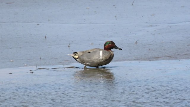 Green-winged Teal - ML223851781