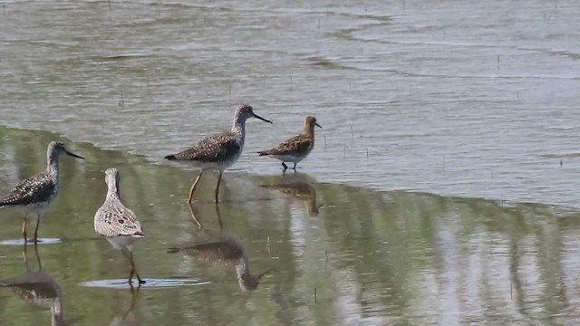 Pectoral Sandpiper - ML223851841