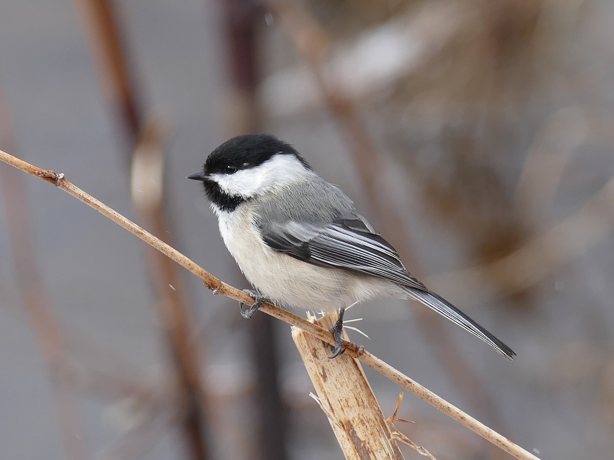 Black-capped Chickadee - Anne Déry