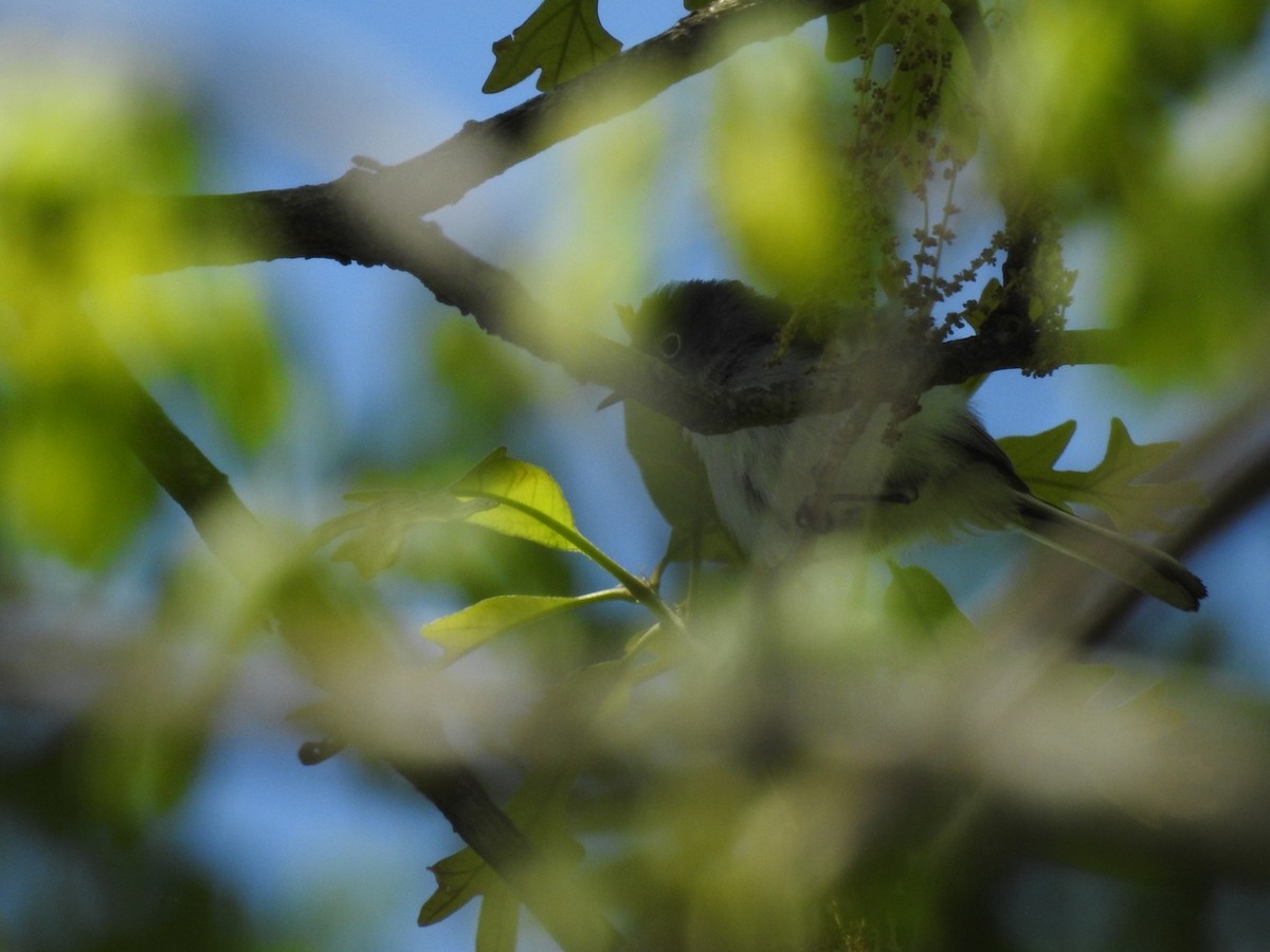 Blue-gray Gnatcatcher - ML223852531