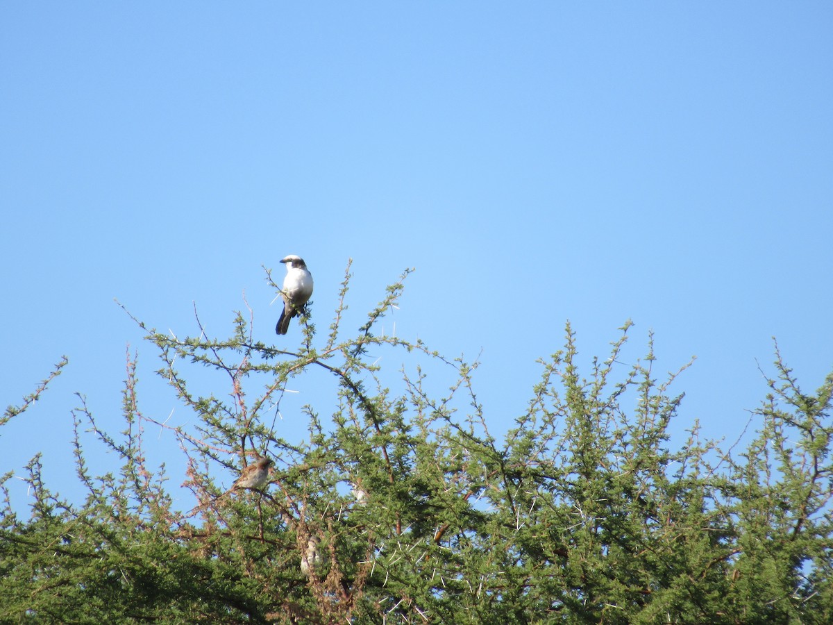 White-crowned Shrike - Nick Friedeman