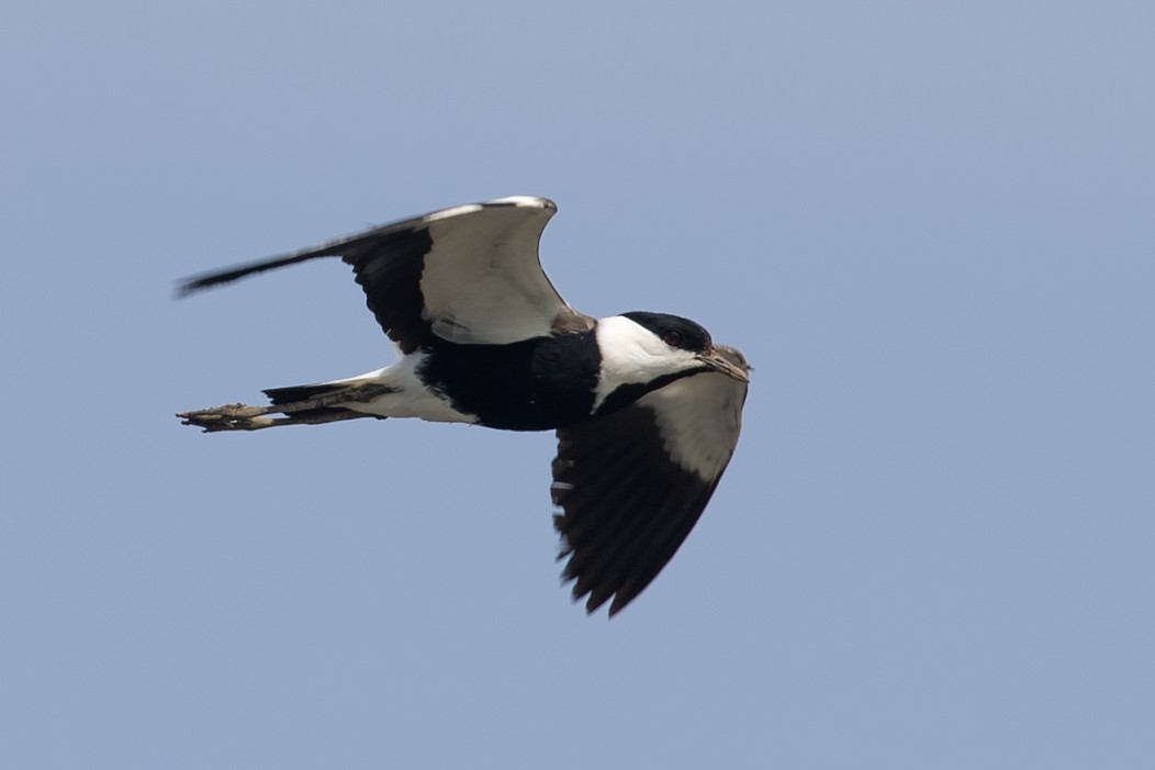 Spur-winged Lapwing - ML223854781