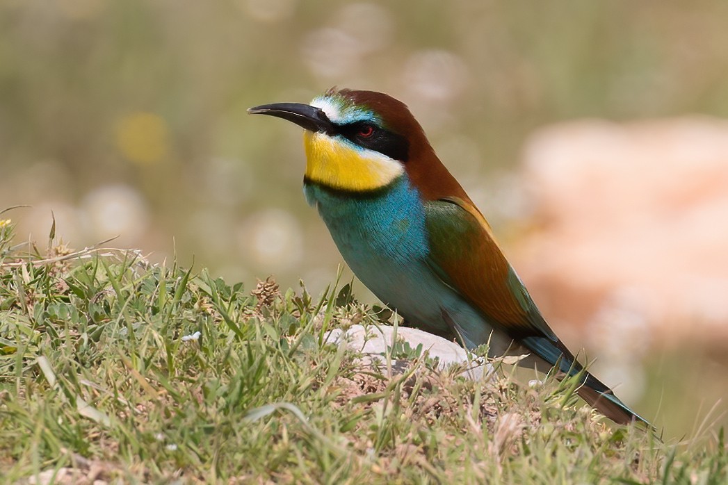 European Bee-eater - Göktuğ  Güzelbey