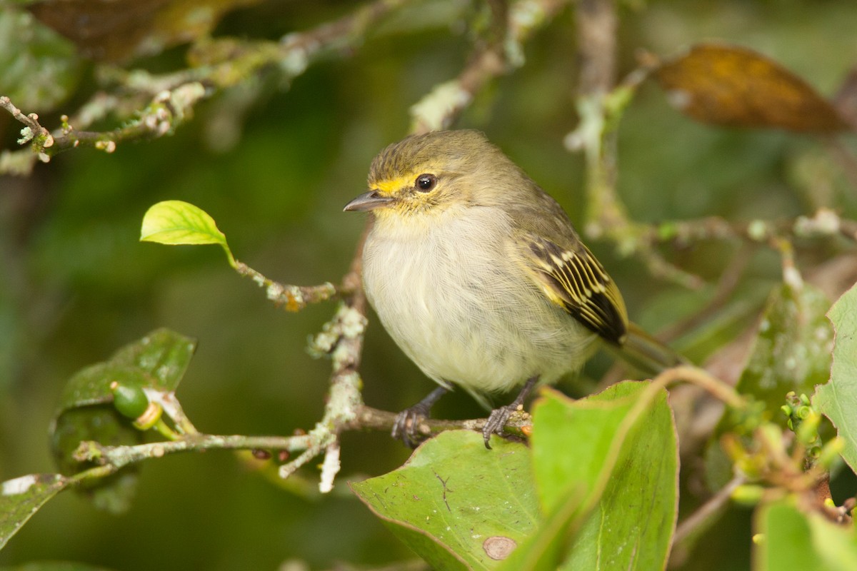 Golden-faced Tyrannulet - ML223856271