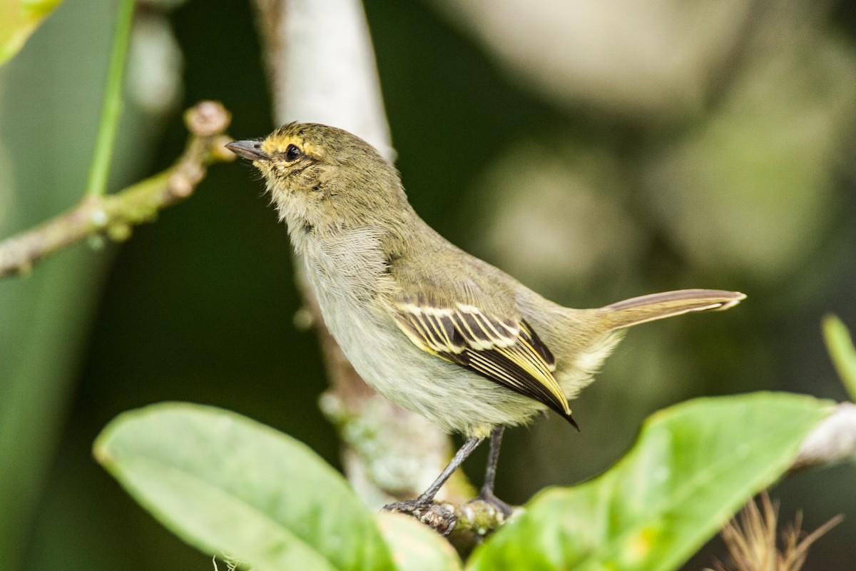 Golden-faced Tyrannulet - ML223856281