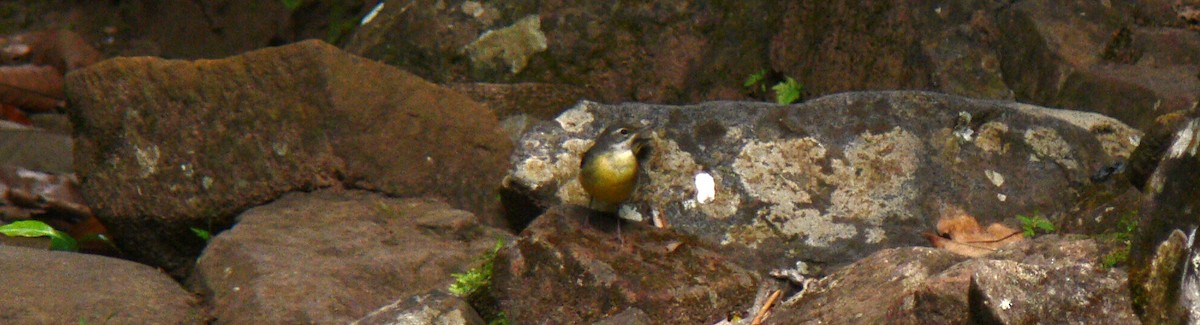 Gray Wagtail - ML22385791