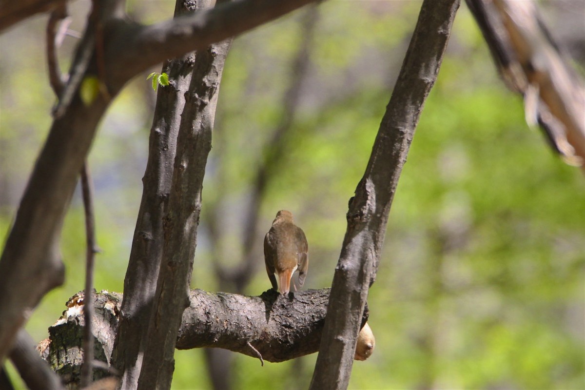 Hermit Thrush - ML223862431