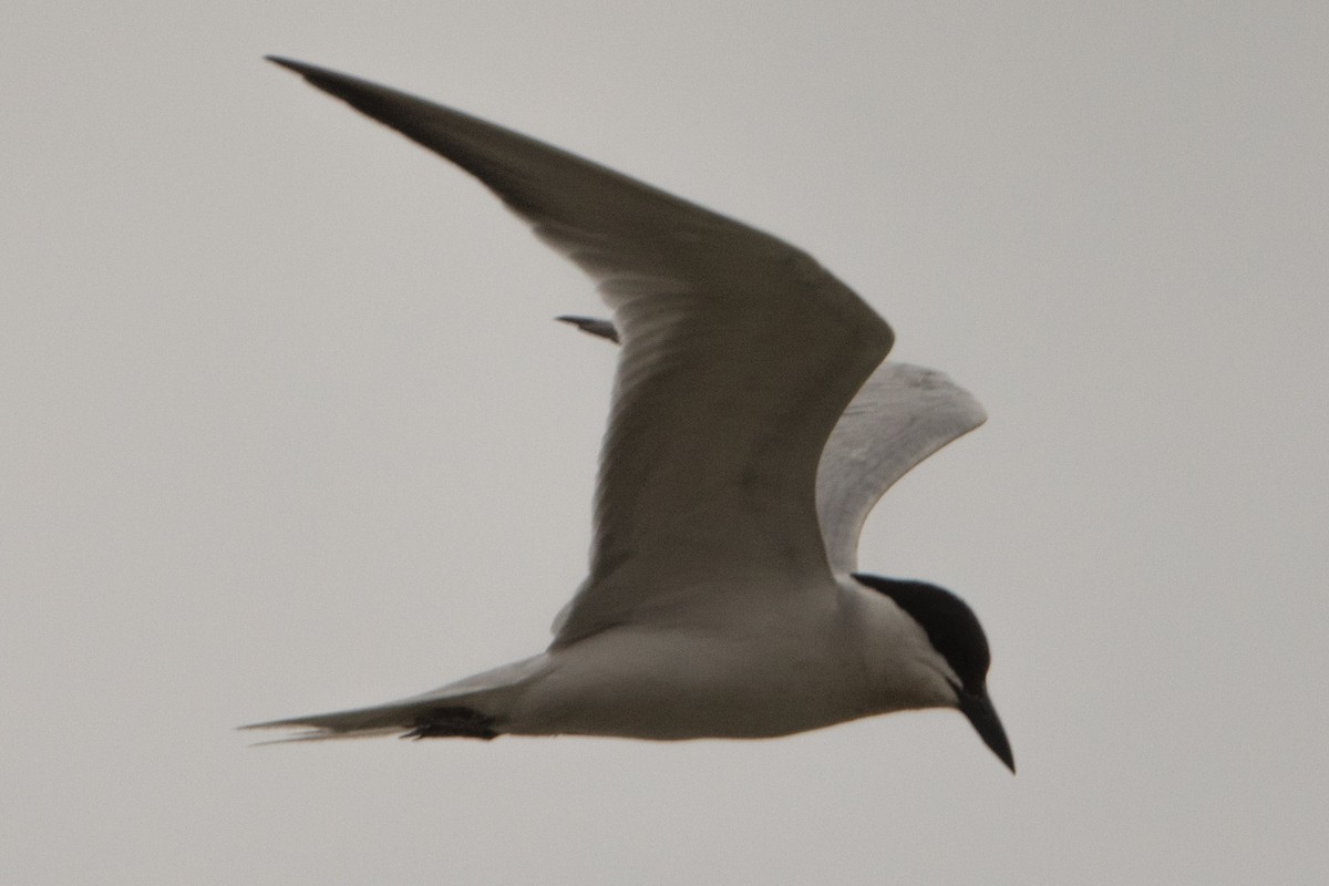 Gull-billed Tern - ML223862561
