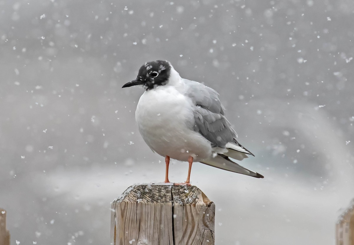 Bonaparte's Gull - Paul Poronto