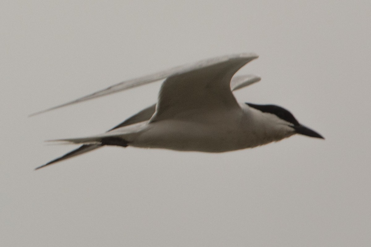 Gull-billed Tern - Leonardo Rassu