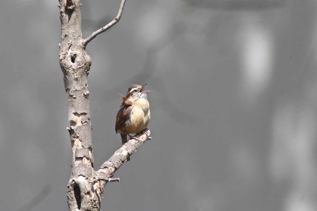 Carolina Wren - Vickie Baily