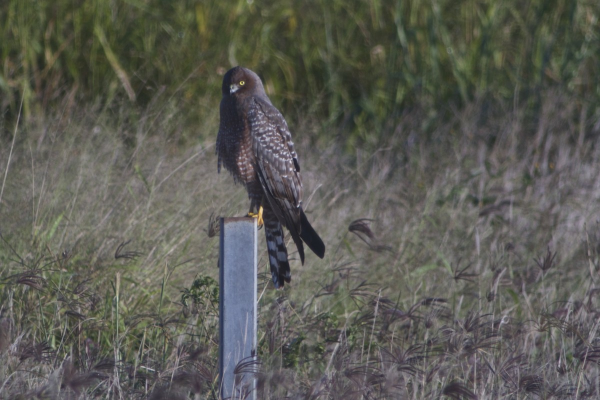 Spotted Harrier - ML22386271