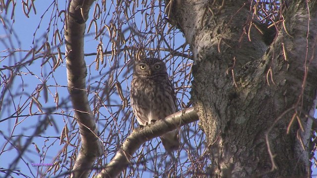 Little Owl - ML223863201
