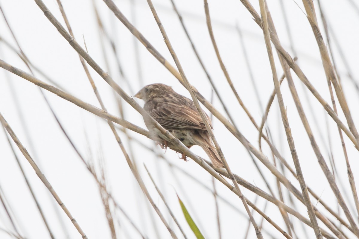 Corn Bunting - Leonardo Rassu