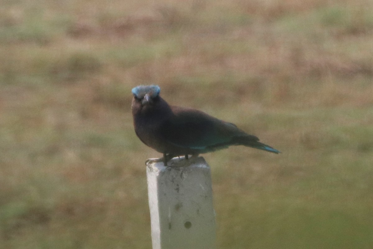 indokinaråke - ML223865011