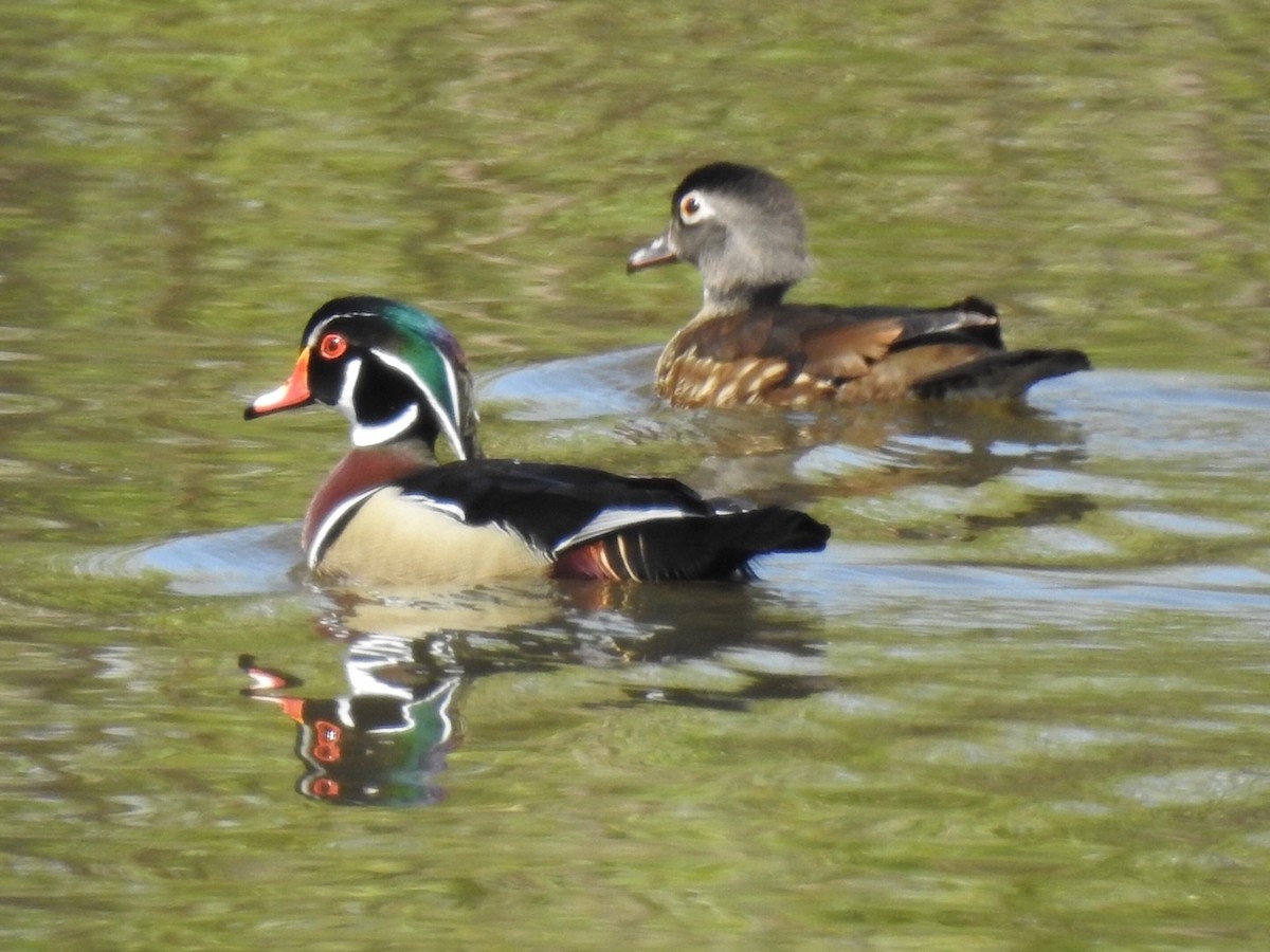 Wood Duck - Mike Thelen