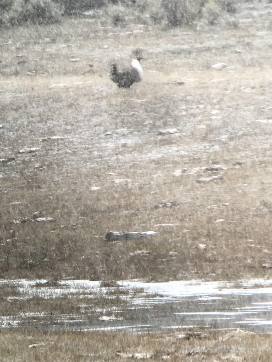 Greater Sage-Grouse - ML223865101