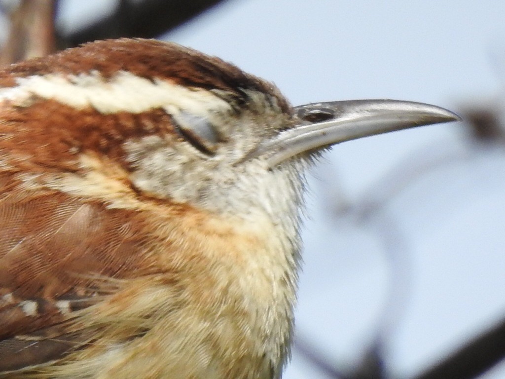 Carolina Wren - Mike Thelen