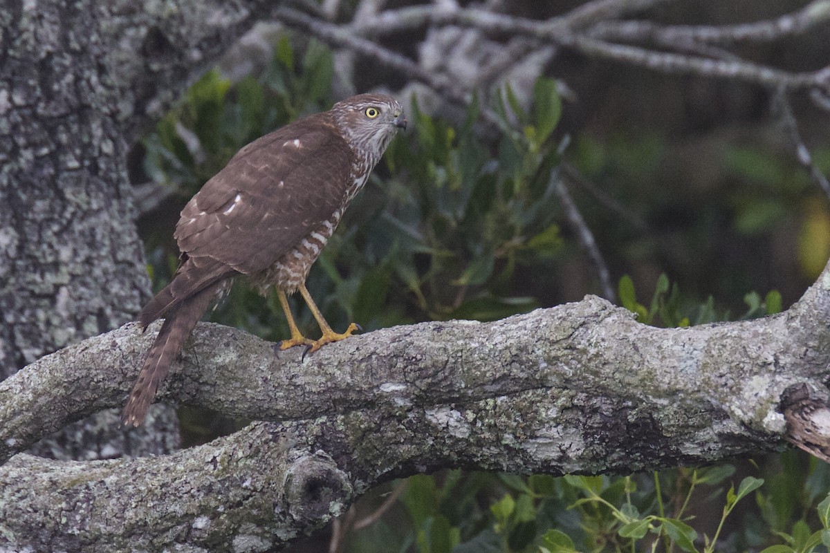 Brown Goshawk - Chris Barnes