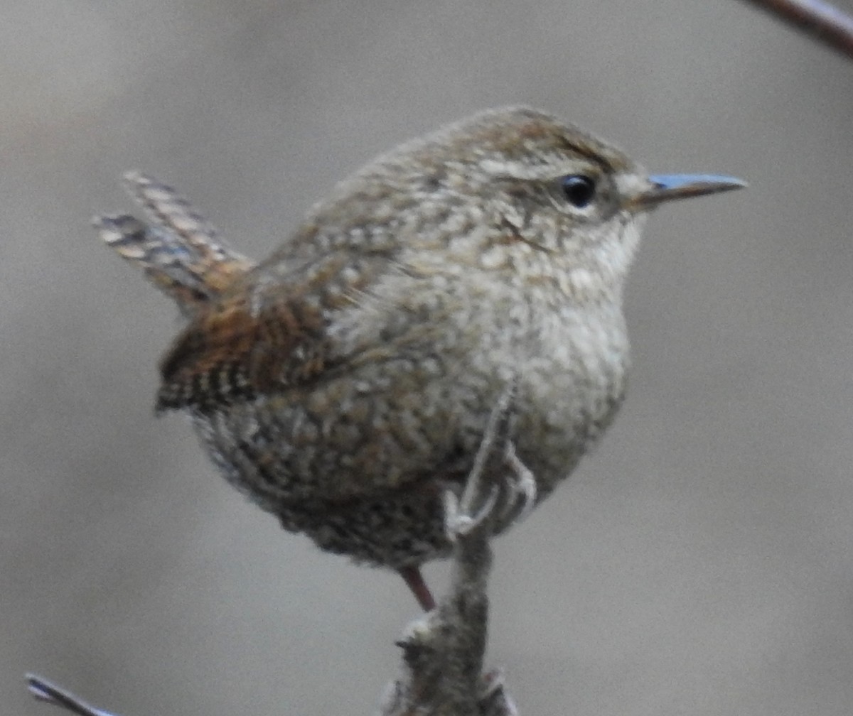 Winter Wren - alan murray