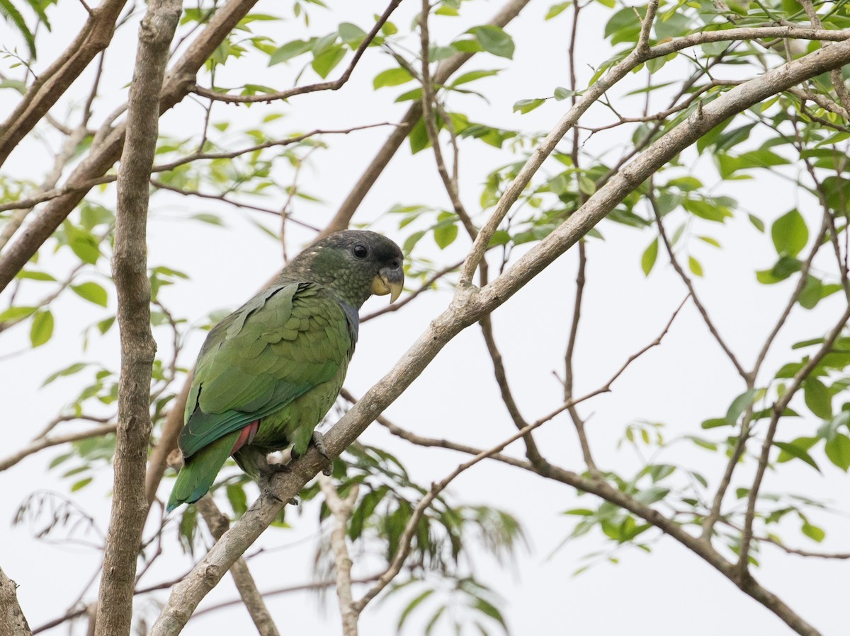 Scaly-headed Parrot - John Sterling