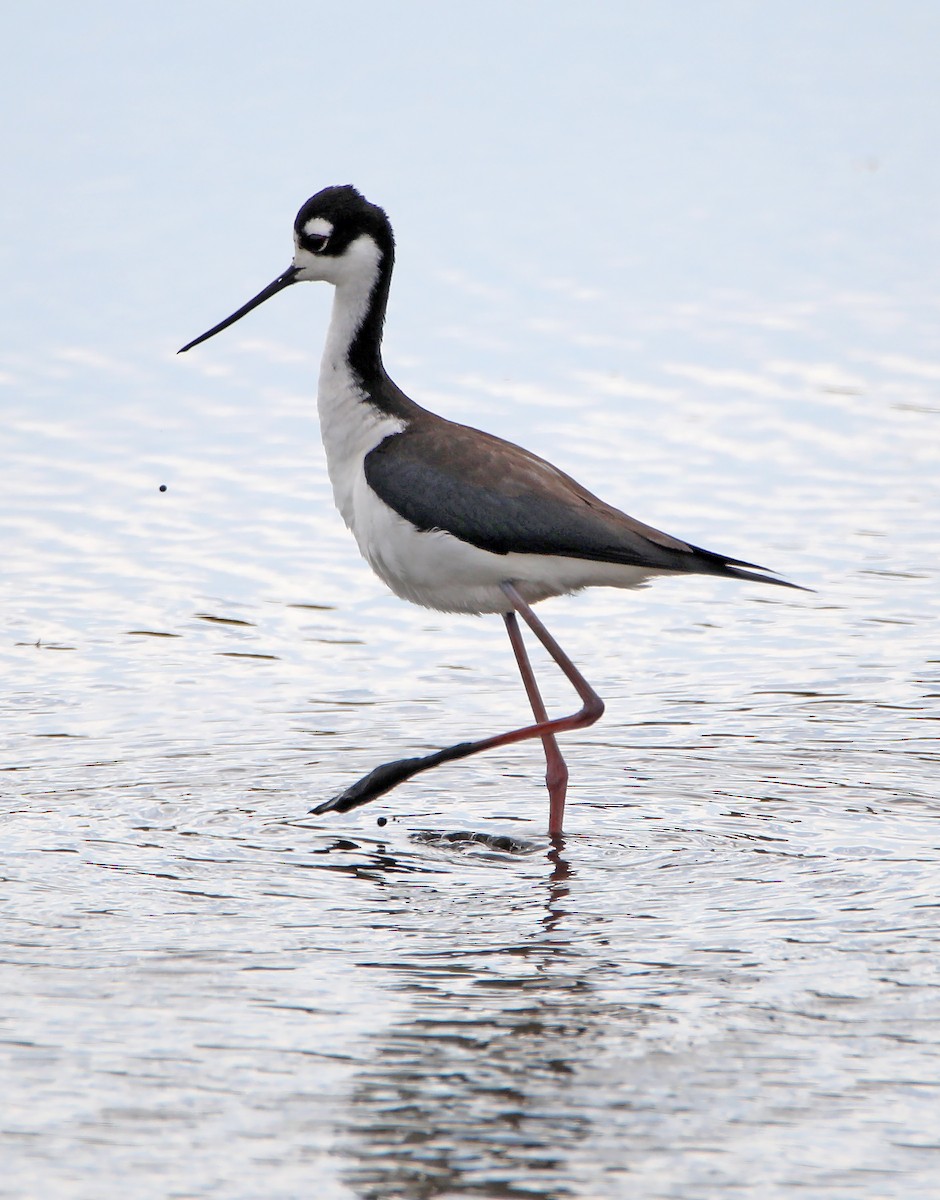 Black-necked Stilt - ML223870611