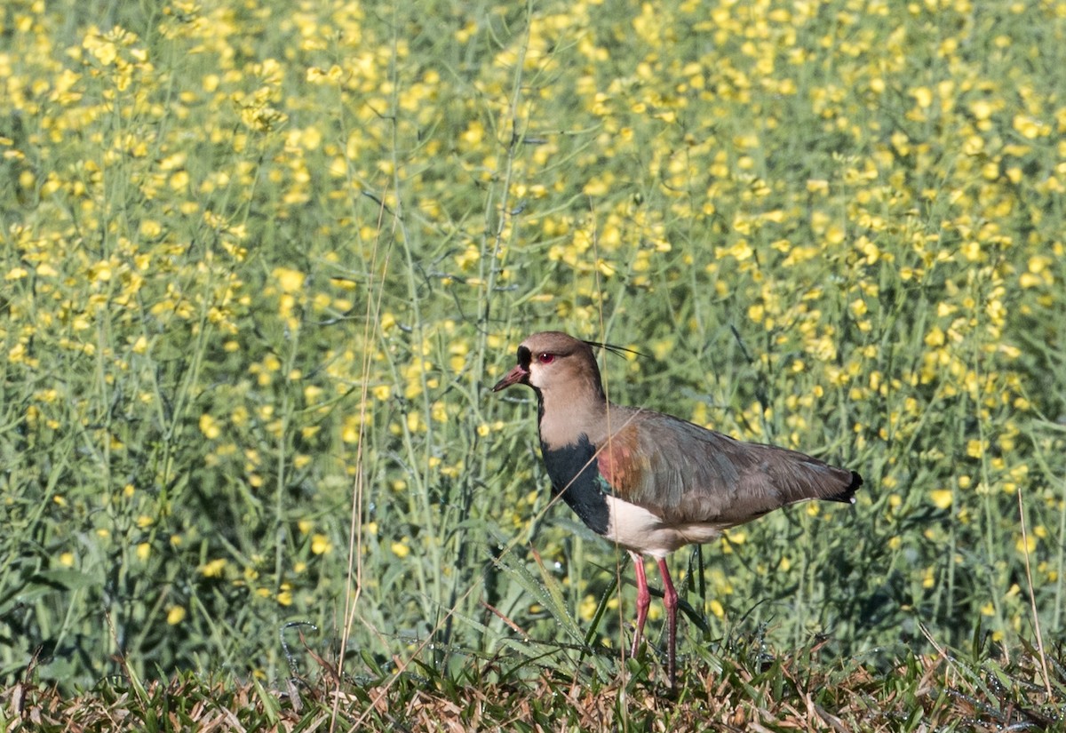 Southern Lapwing - ML223871101