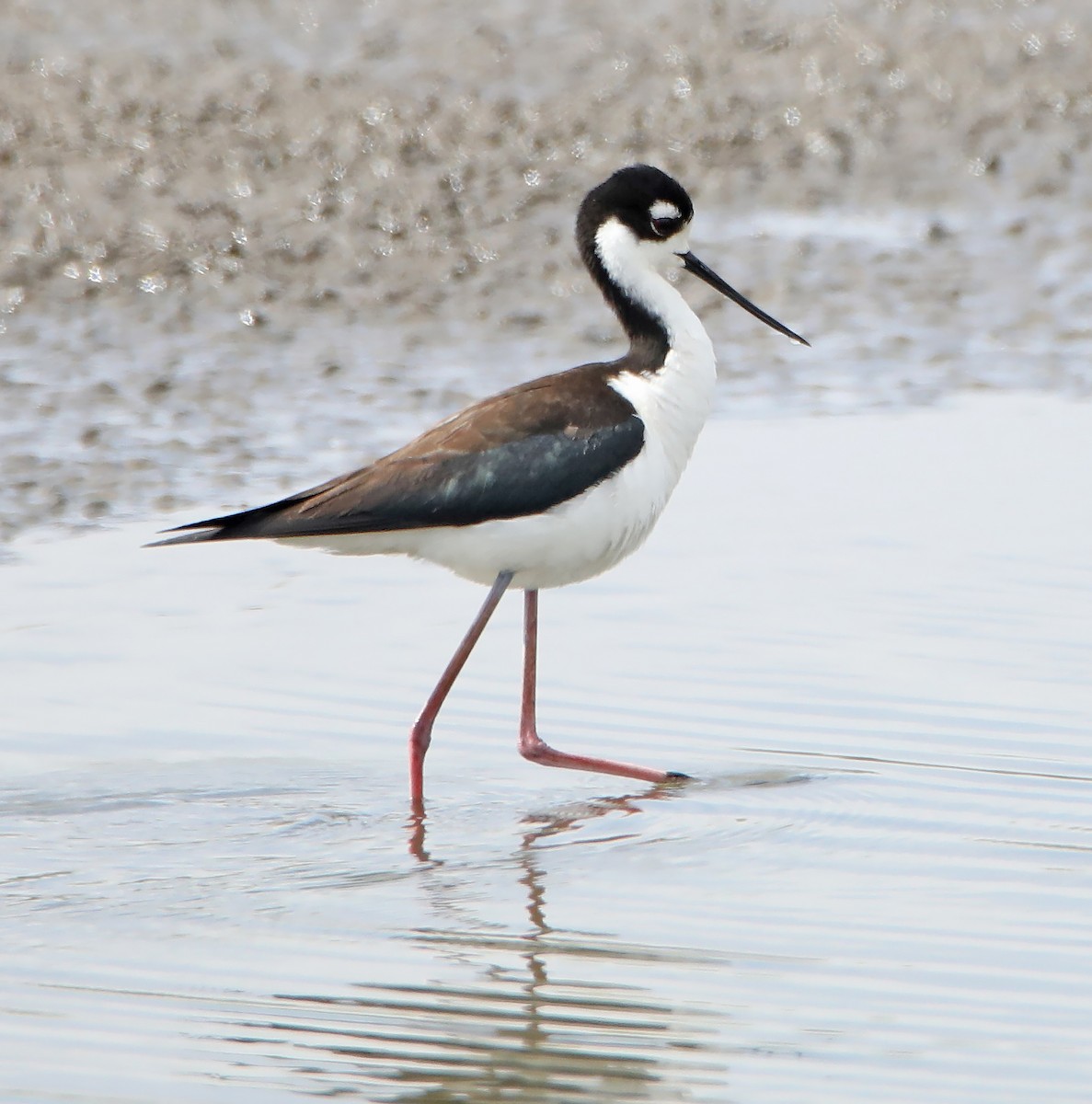 Black-necked Stilt - ML223871401