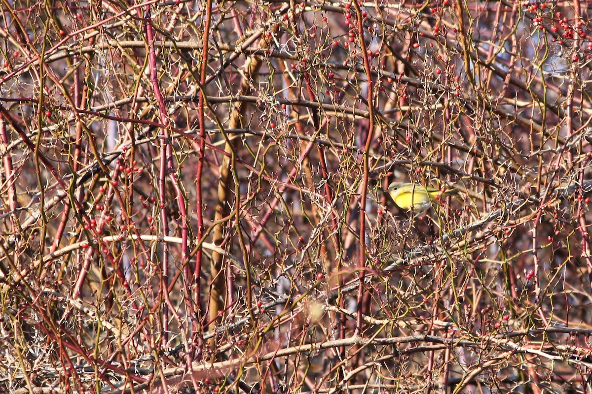 Nashville Warbler - ML22387301