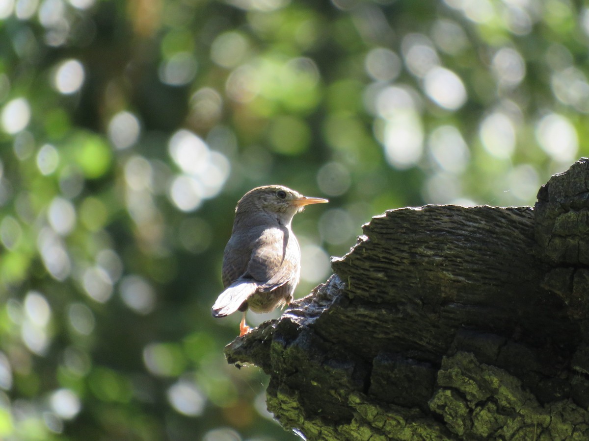 Bewick's Wren - ML223875231