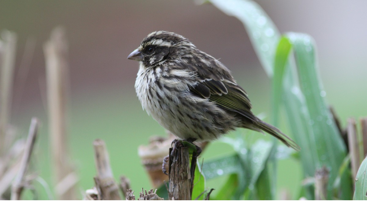 Streaky Seedeater - Daniel Jauvin