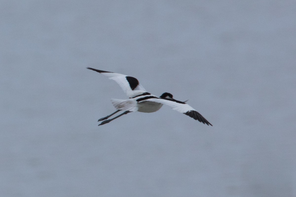 Avocette élégante - ML223876221