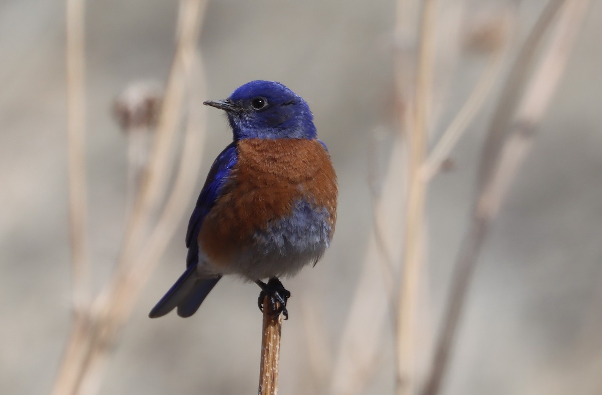 Western Bluebird - ML223876791