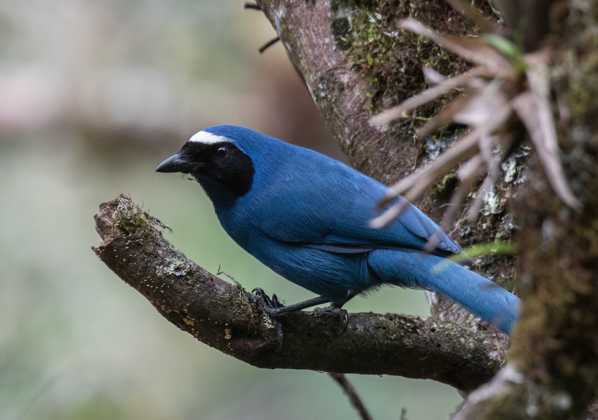 White-collared Jay - John Sterling