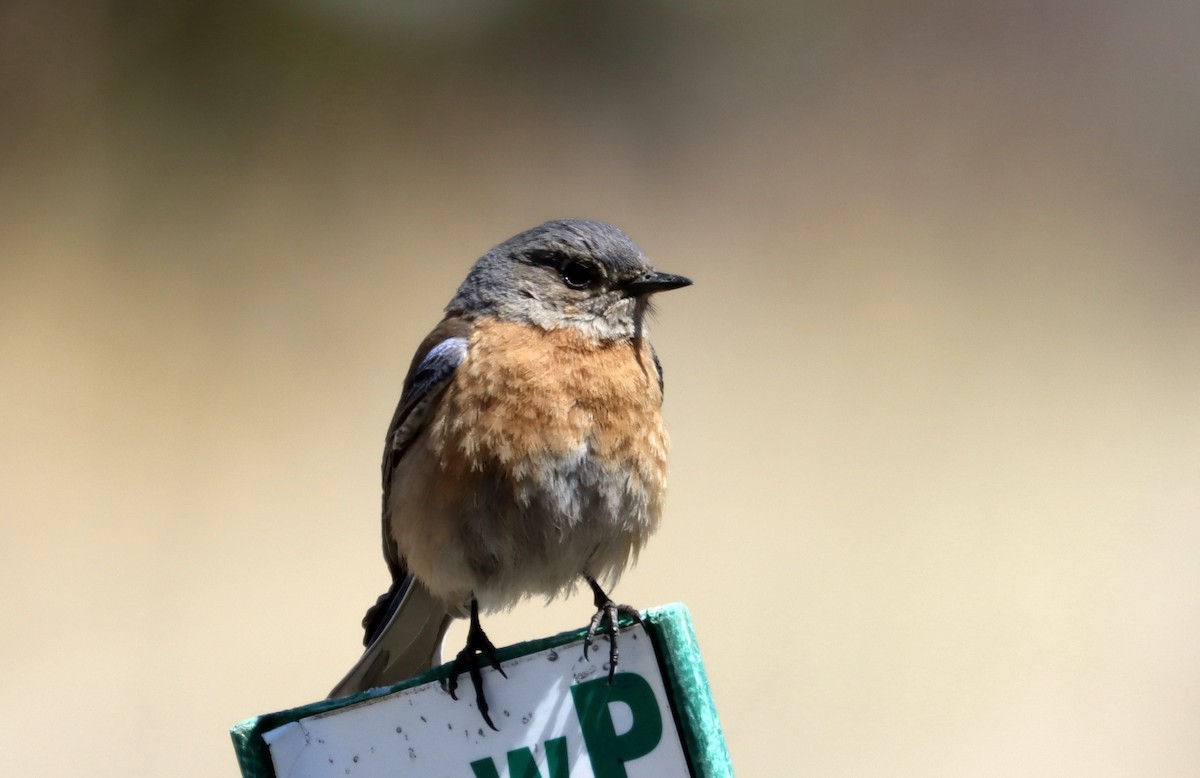 Western Bluebird - ML223876971