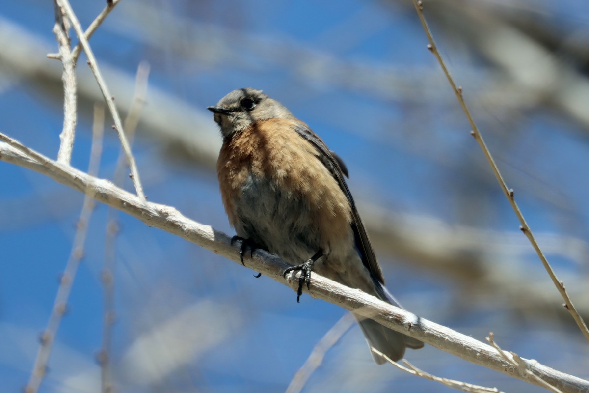 Western Bluebird - ML223877141