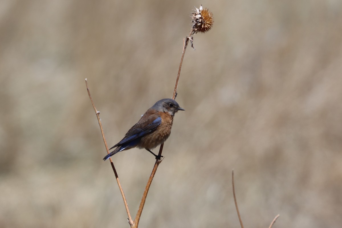 Western Bluebird - ML223877301