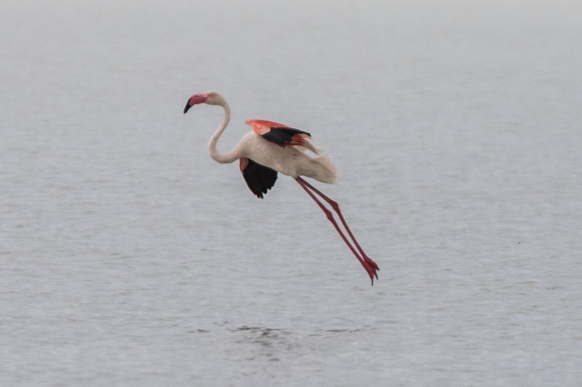 Greater Flamingo - Leonardo Rassu