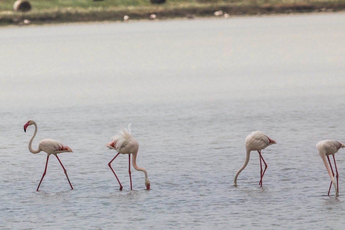 Greater Flamingo - ML223878281