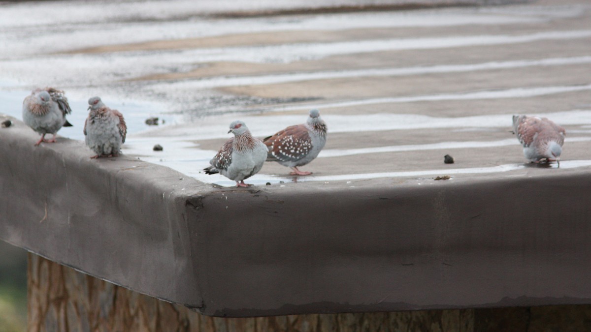 Speckled Pigeon - ML22387841