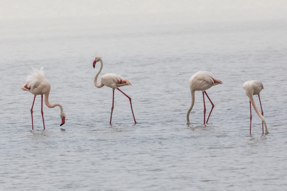 Greater Flamingo - ML223878611