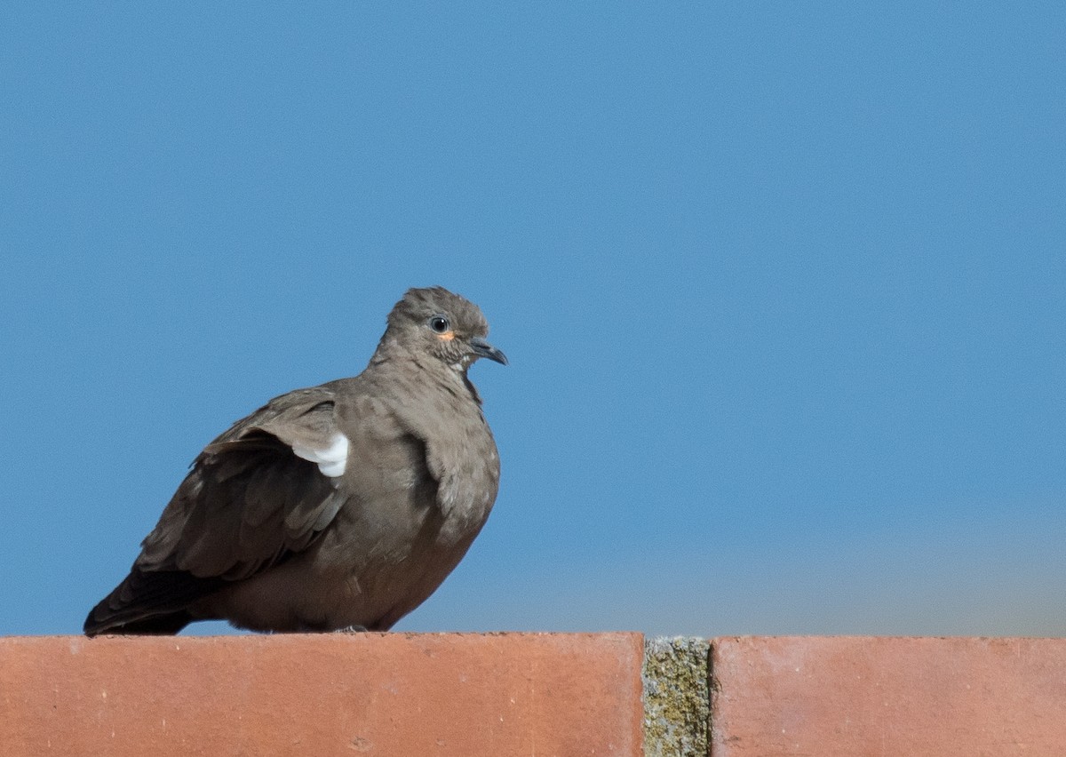 Black-winged Ground Dove - ML223879121