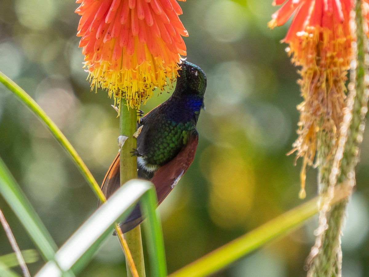 Garnet-throated Hummingbird - ML223879361