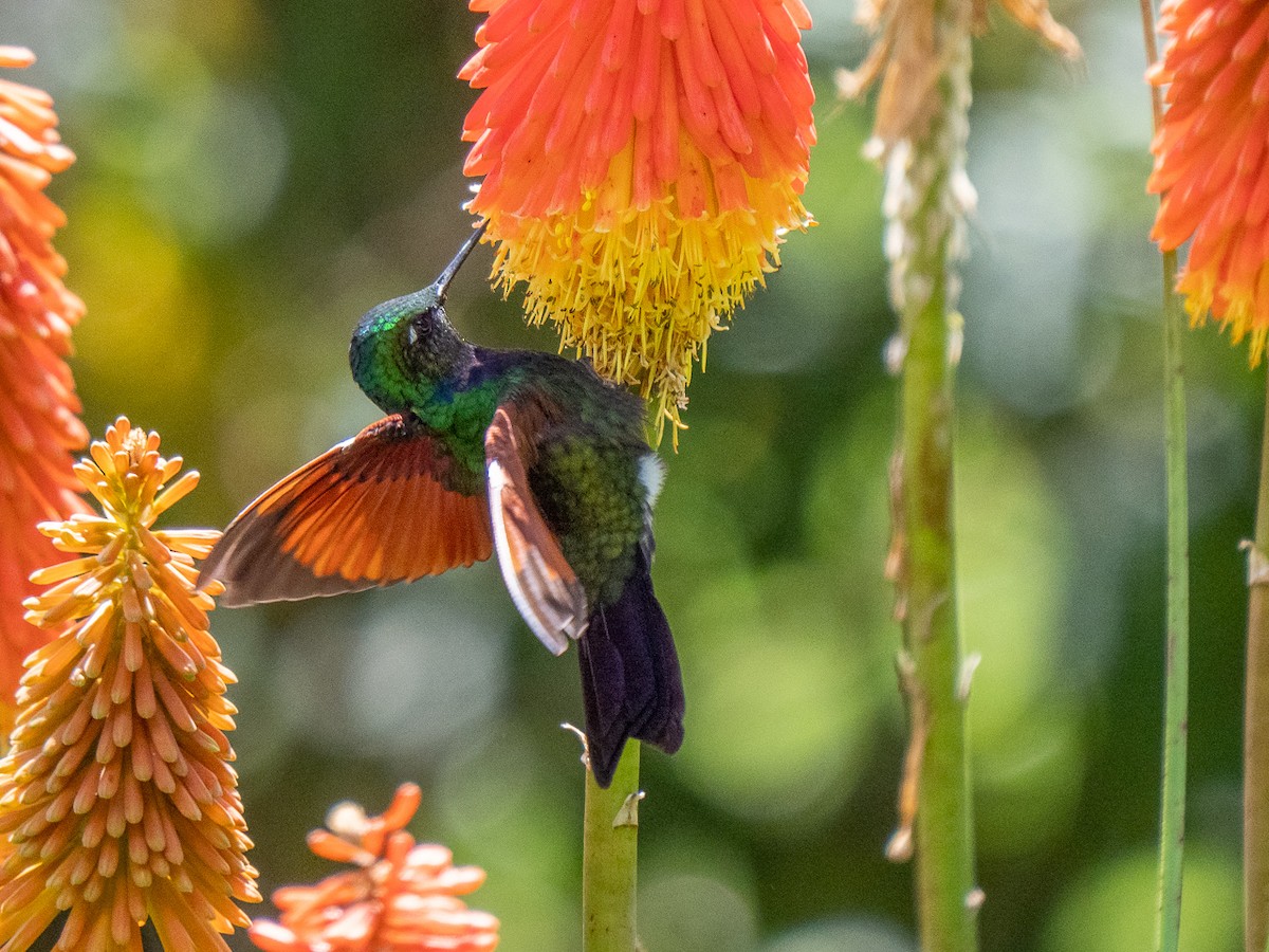 Garnet-throated Hummingbird - ML223879381