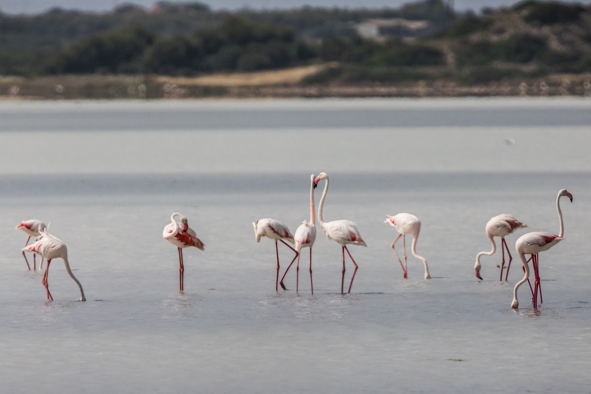 Greater Flamingo - Leonardo Rassu