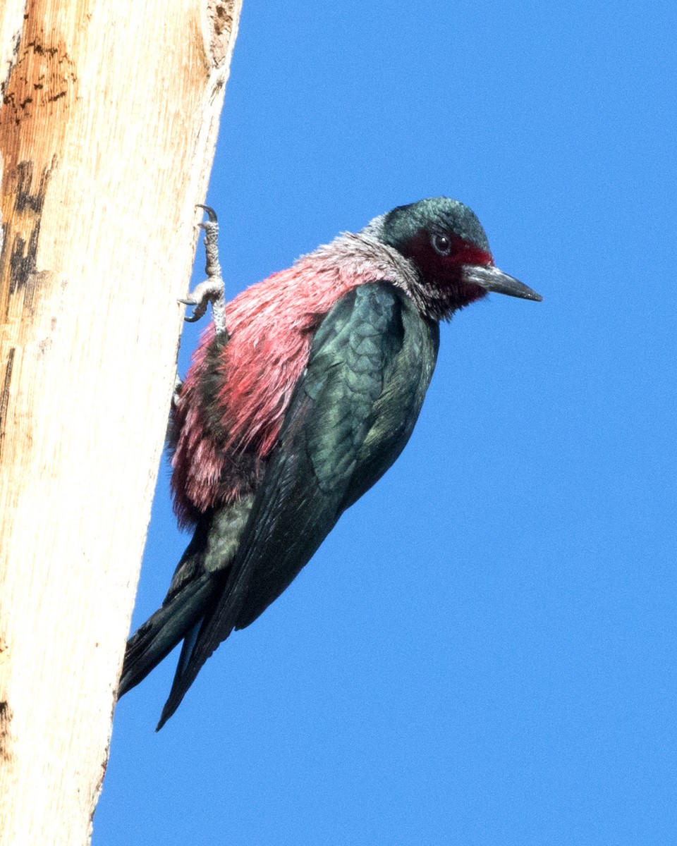 Lewis's Woodpecker - ML223879651